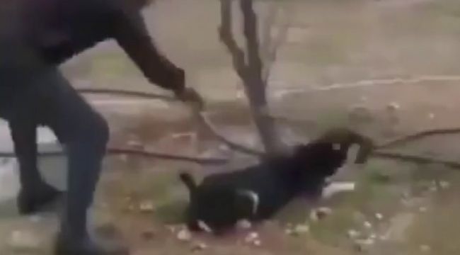 Valilik'ten köpeğe işkence görüntülerine ilişkin açıklama