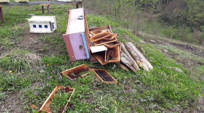 - Kış uykusundan uyanan ayılar, arı kovanlarını parçaladı