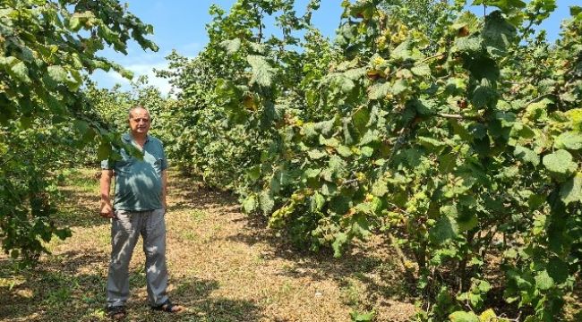 Fındık üreticisi 27 TL taban fiyat ve erken açıklama bekliyor