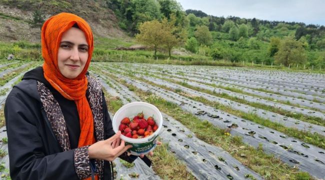 - Osmanlı çileği üreticileri hasat için gün sayıyor