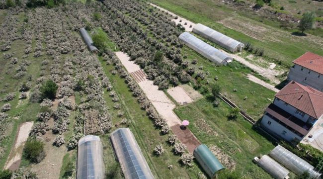 - Selden zarar gören tarım arazileri havadan görüntülendi