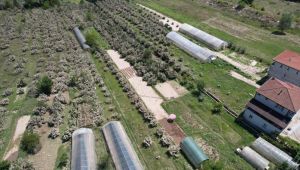 - Selden zarar gören tarım arazileri havadan görüntülendi