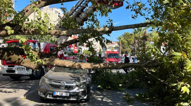 - Asırlık çınar ağacı aracın üzerine devrildi