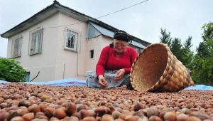 Fındık ihracatı, geçen yılın iki katına yaklaştı